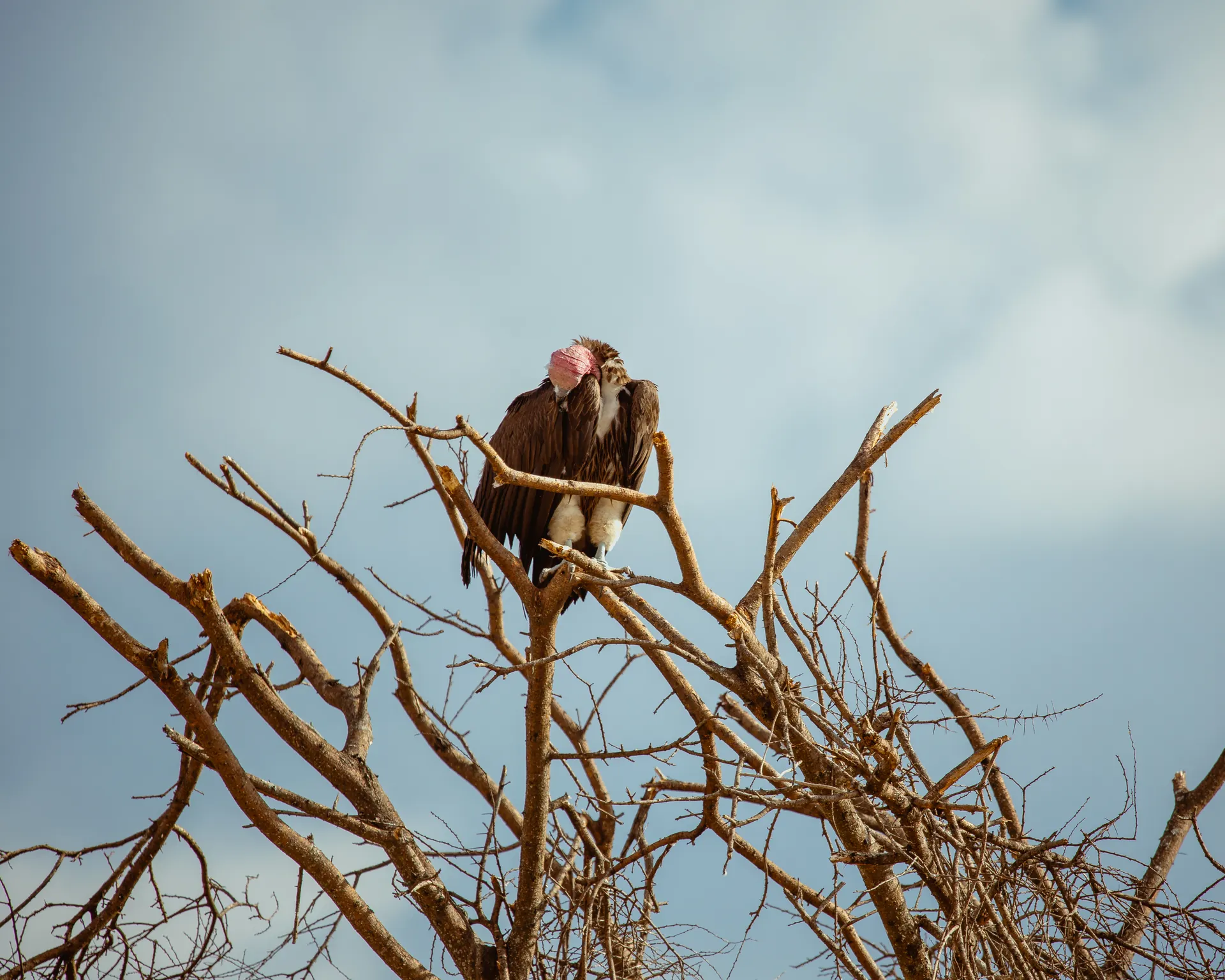 Wildlife in an East African safari landscape